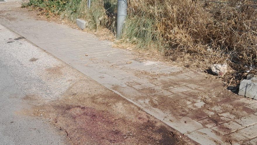 Restos de sangre tras una actuación contra jabalíes en el barrio del Rectoret.