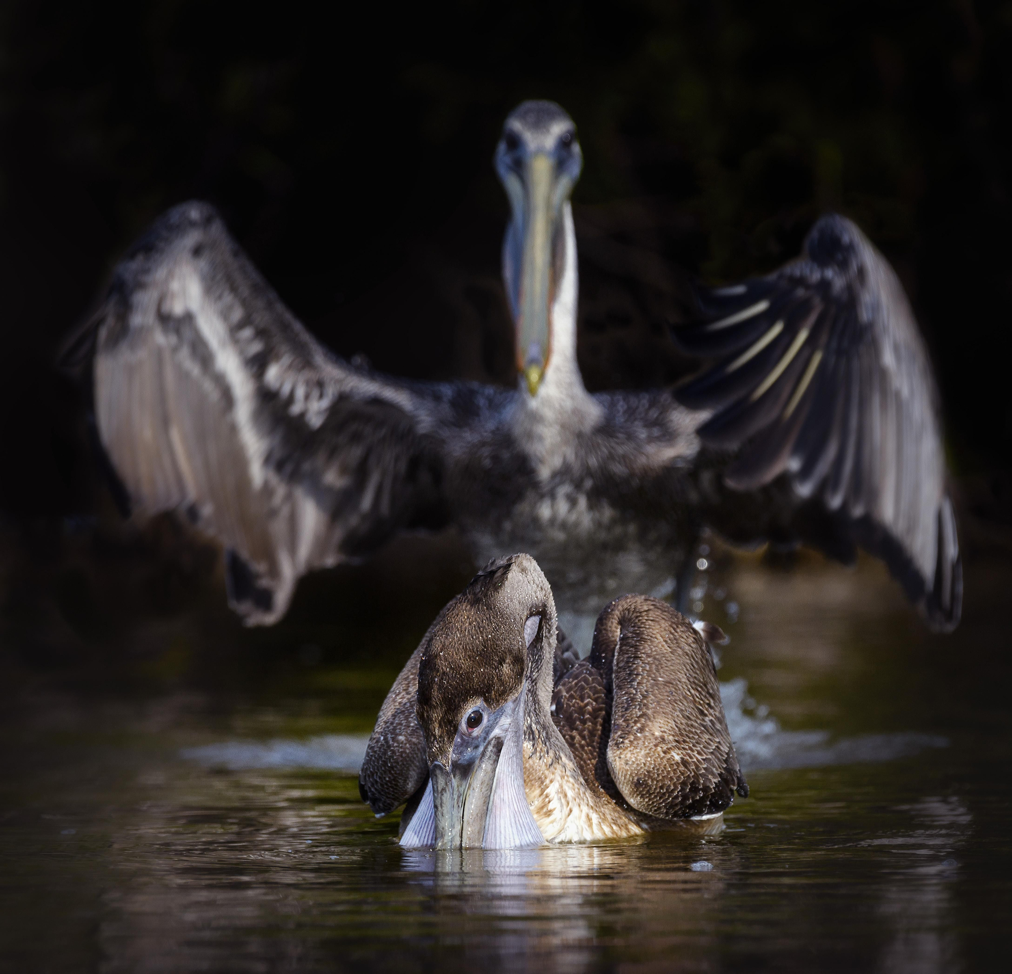 "Abracadabra" © Vicki Jauron / Comedy Wildlife Photo Awards 2020