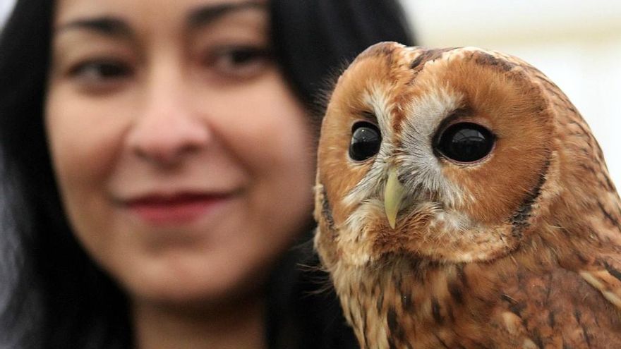 Peio García / ICAL La Virgen del Camino acoge la XXIV edición de las Jornadas Internacionales de Cetrería del Norte de España