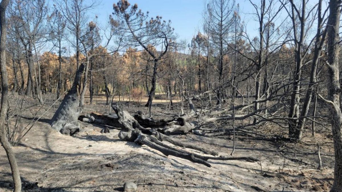 Una de las zonas quemadas donde se intervendrá