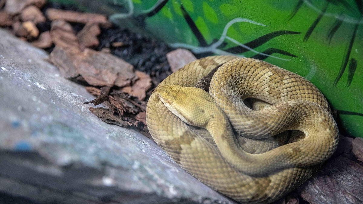 El confinamiento natural de Queimada Grande ha protegido a la Bothrops insularis durante siglos