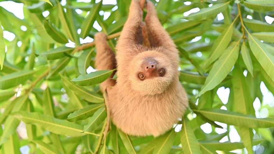 Perezoso de dos dedos en un árbol en Costa Rica. Foto: cortesía Sam Trull