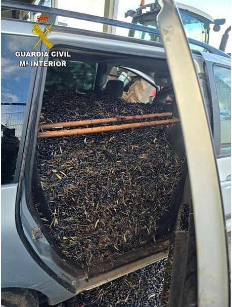 Aceitunas dentro de uno de los vehículos registrados.