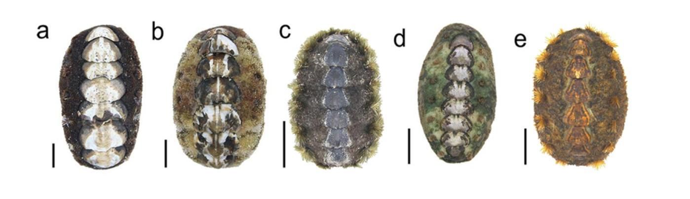 La nueva especie, la acanthochitona feroxa, situada en la letra e