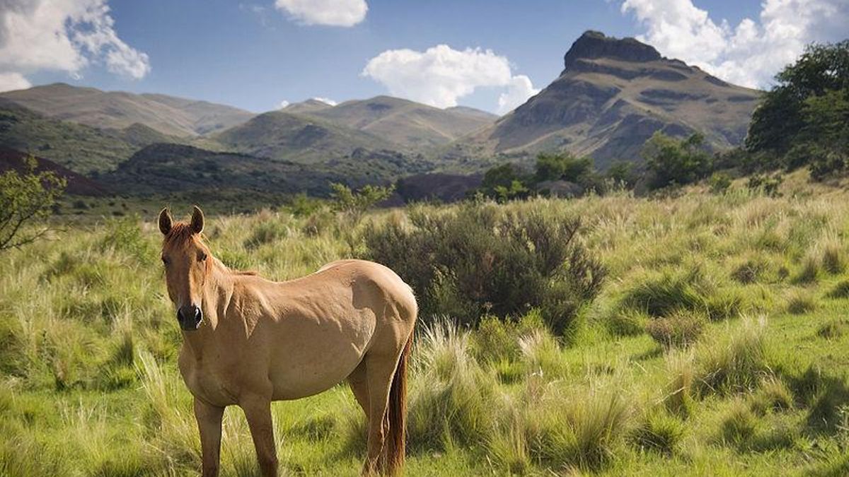 Animales libres contra el fuego: el cambio de paradigma necesario