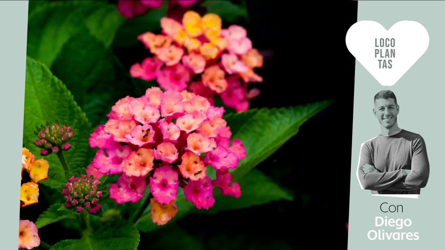 Siete plantas con flor para el balcón que resisten bien el calor del verano
