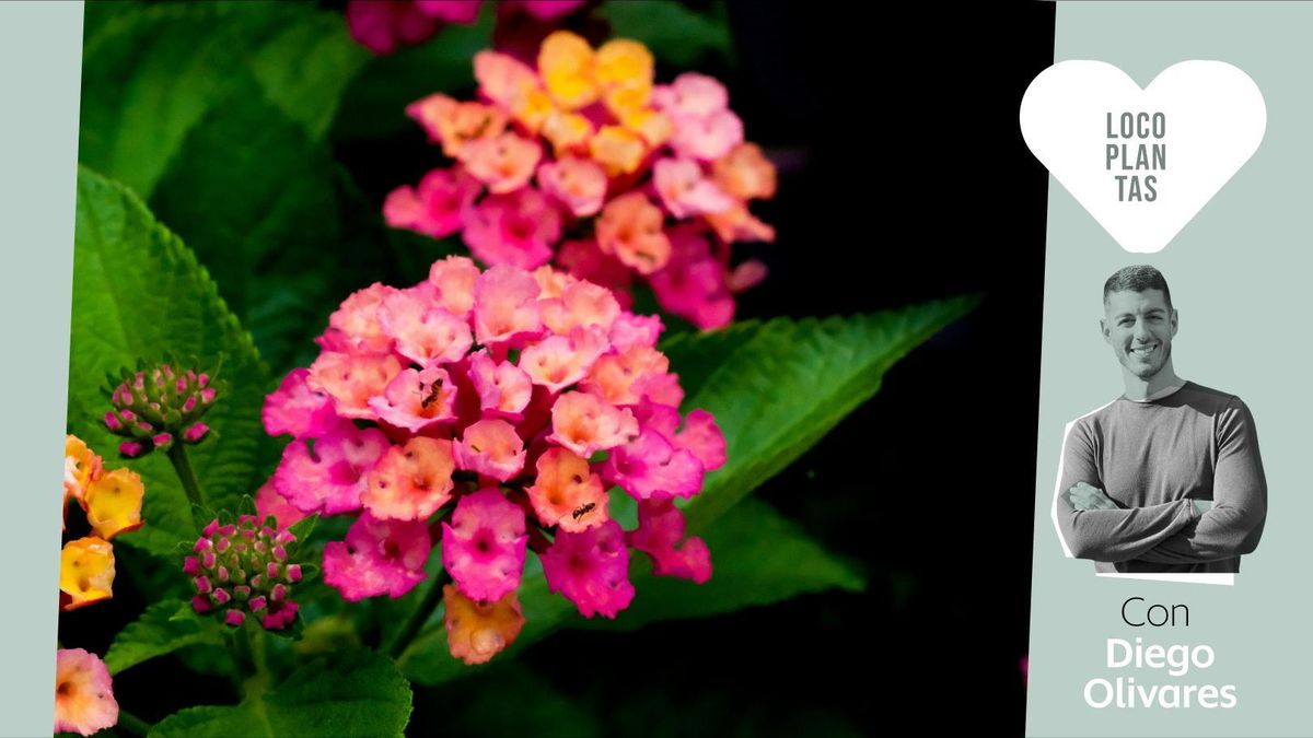 Plantas que florecen durante meses y aguantan el calor.