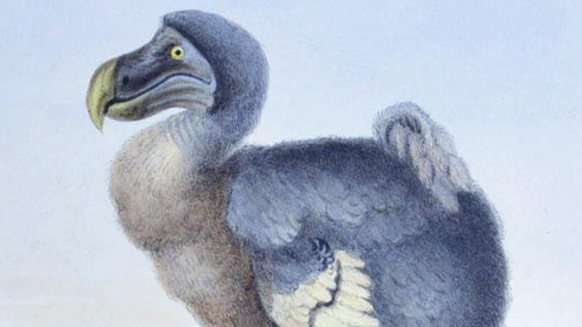 El cerebro del dodo conserva proporciones comparables con otras palomas