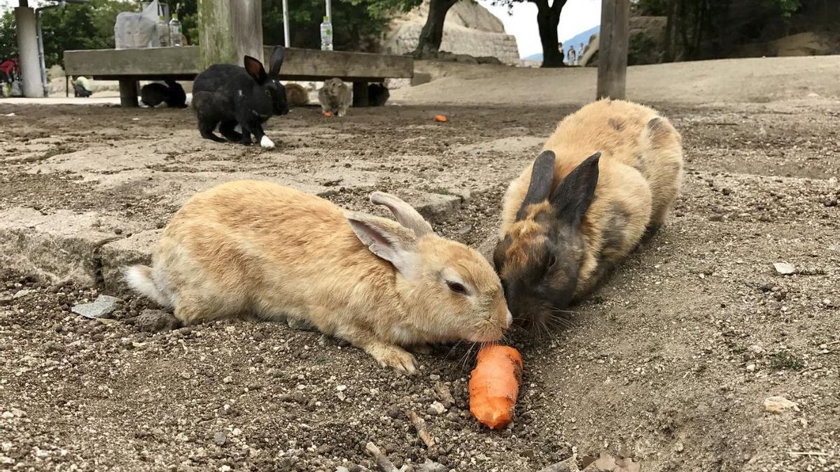 Los ejemplares procedentes de animales domésticos introducidos tras la guerra alcanzan una densidad superior a la capacidad natural