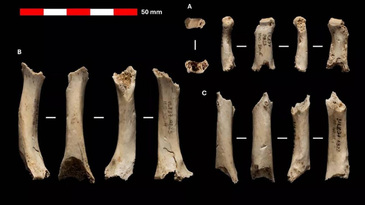 Descubren en Navarra restos de un neandertal de hace 46.000 años