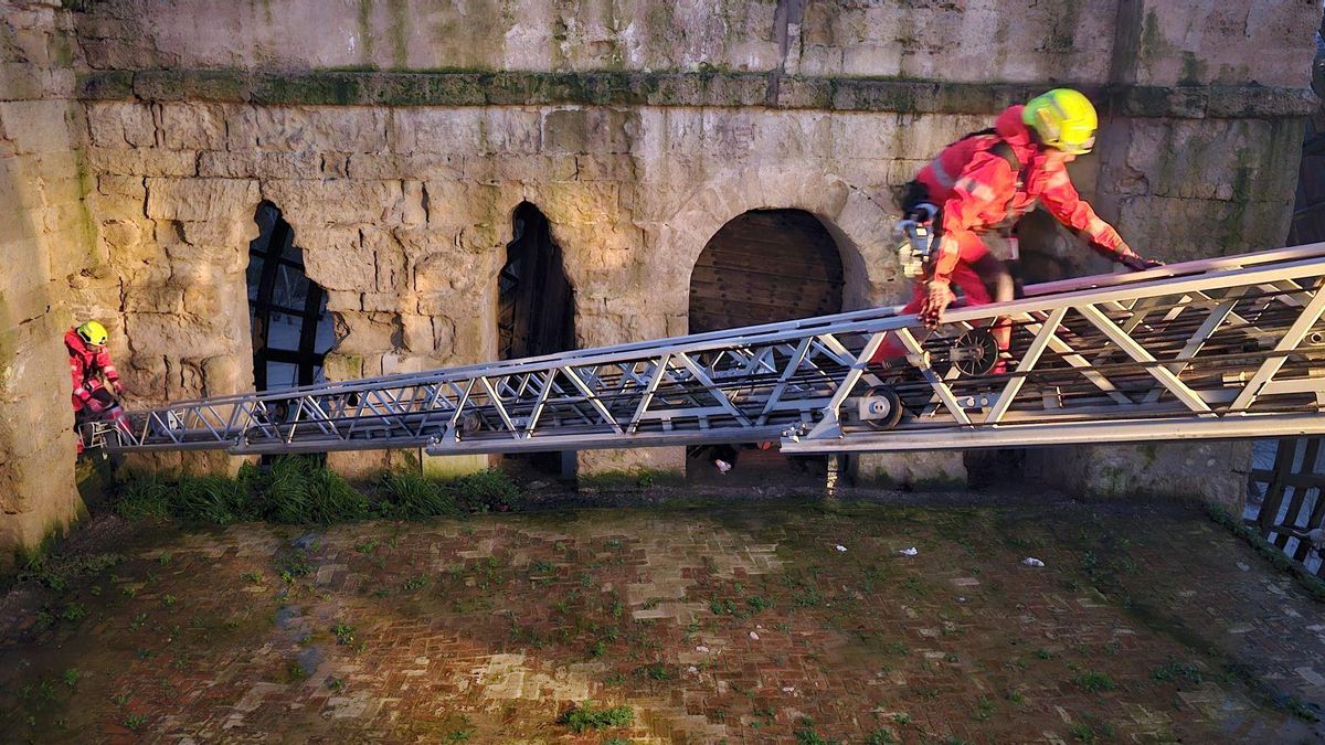 Los bomberos utilizan una escala para proporcionar comida a los gatos de la Albolafia | CER