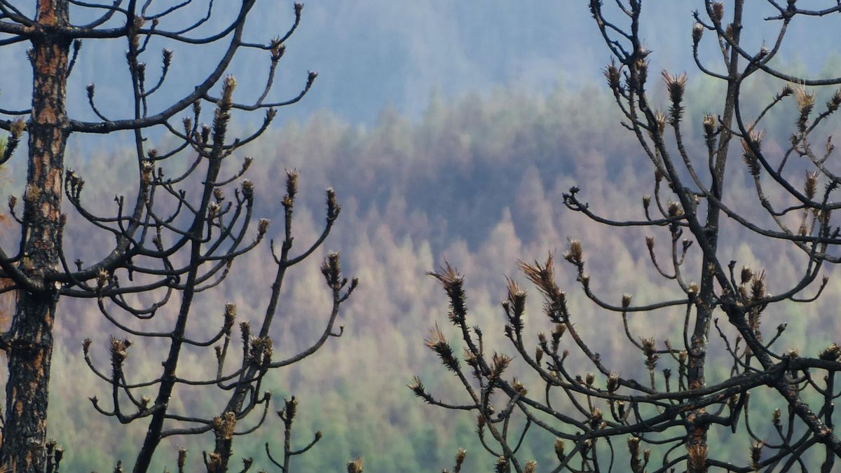 Dentro del Valle de La Orotava, en la vía que comunica el Portillo con el barrio de Aguamansa, muy cerca del sendero que entra a la Fortaleza.