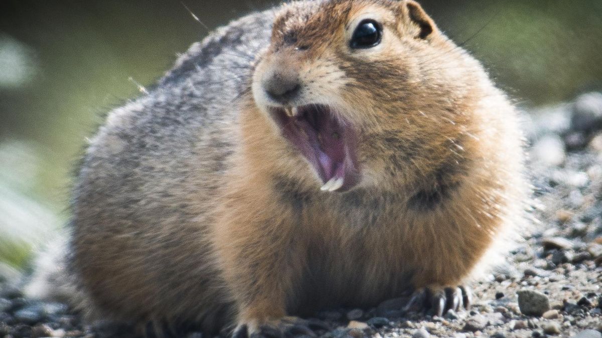 Las ardillas prehistóricas comían carne de mamuts y bisontes y el hallazgo desmonta su imagen de animales exclusivamente herbívoros
