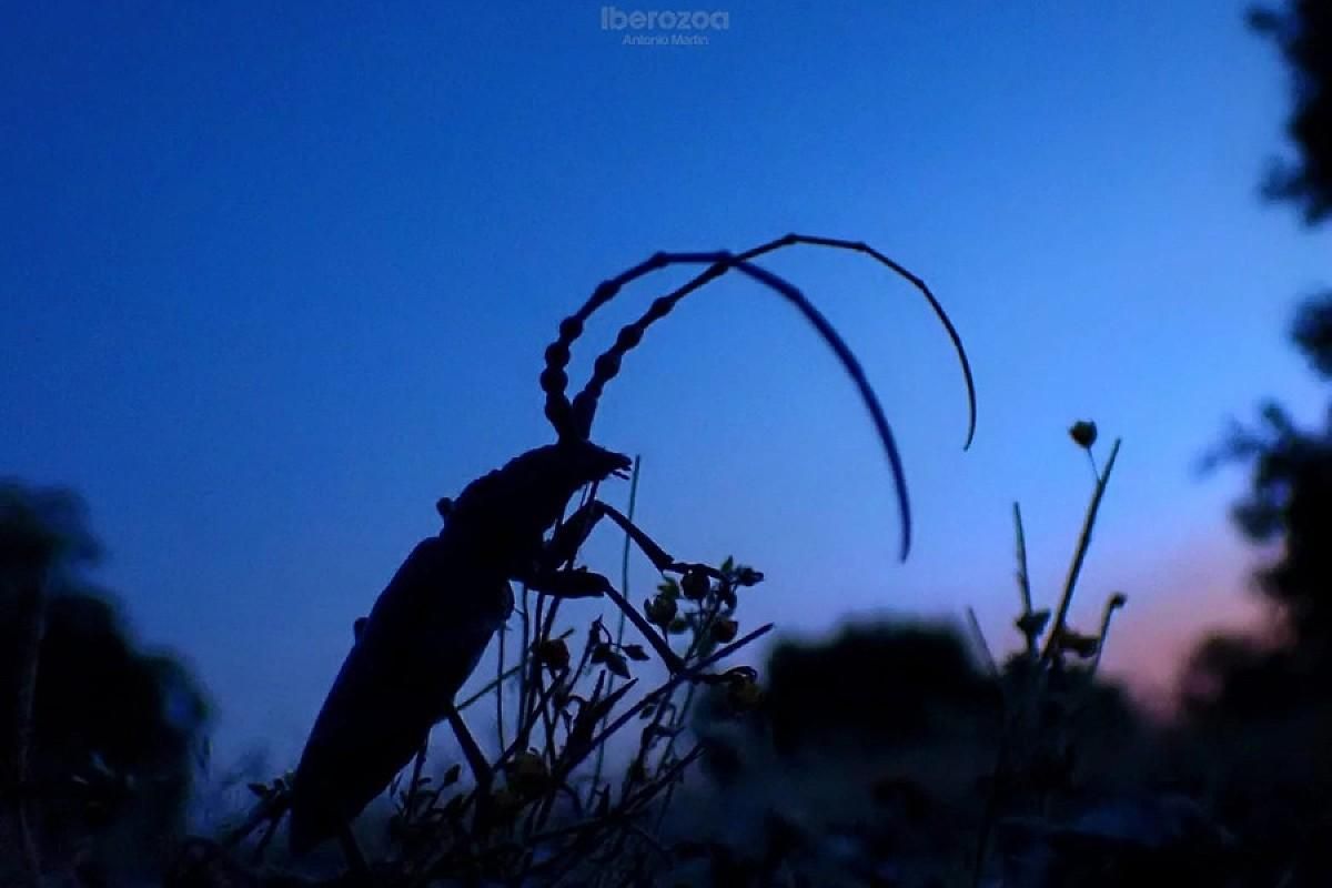 Un escarabajo macho de la especie 'Agapanthia'.