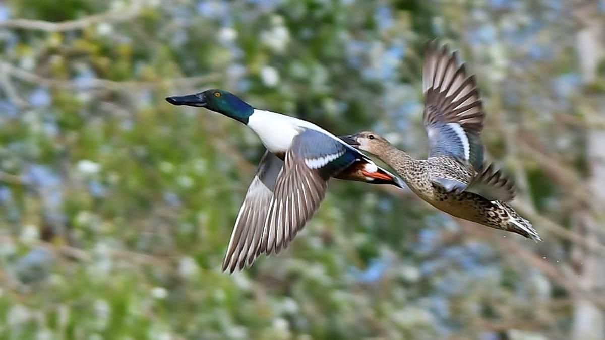 Cuchara común. Juan M. Sánchez