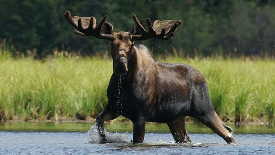 Osos, lobos, linces o bisontes viven en esta región de más de 6 millones de hectáreas conocida como "el Serengeti de América del Norte"