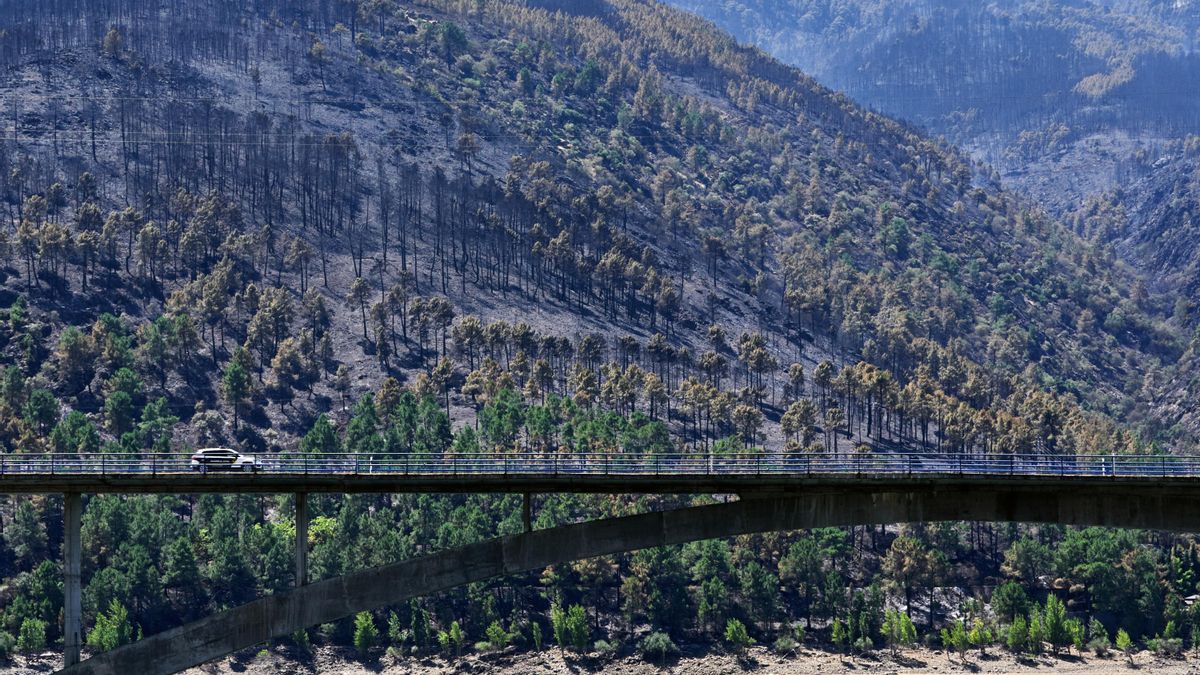 La fiscal de Medio Ambiente intentará acelerar la investigación del incendio de Ávila