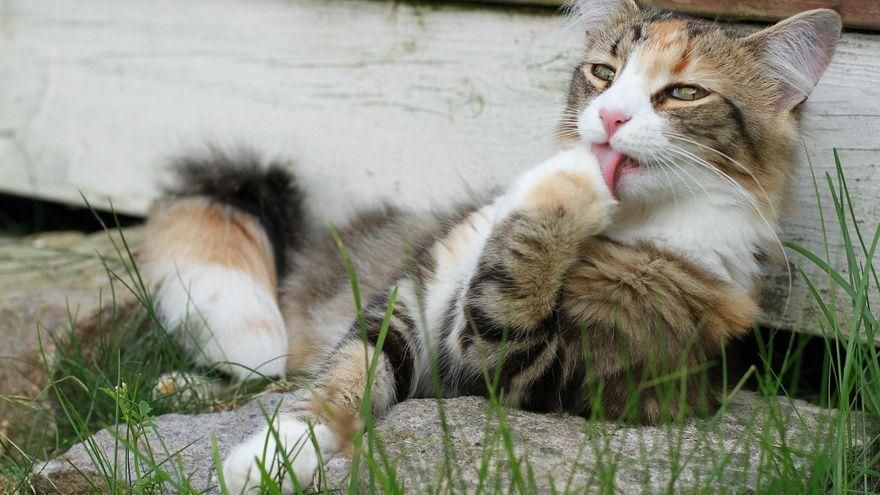 ¿Puedo adoptar un gato de la calle?