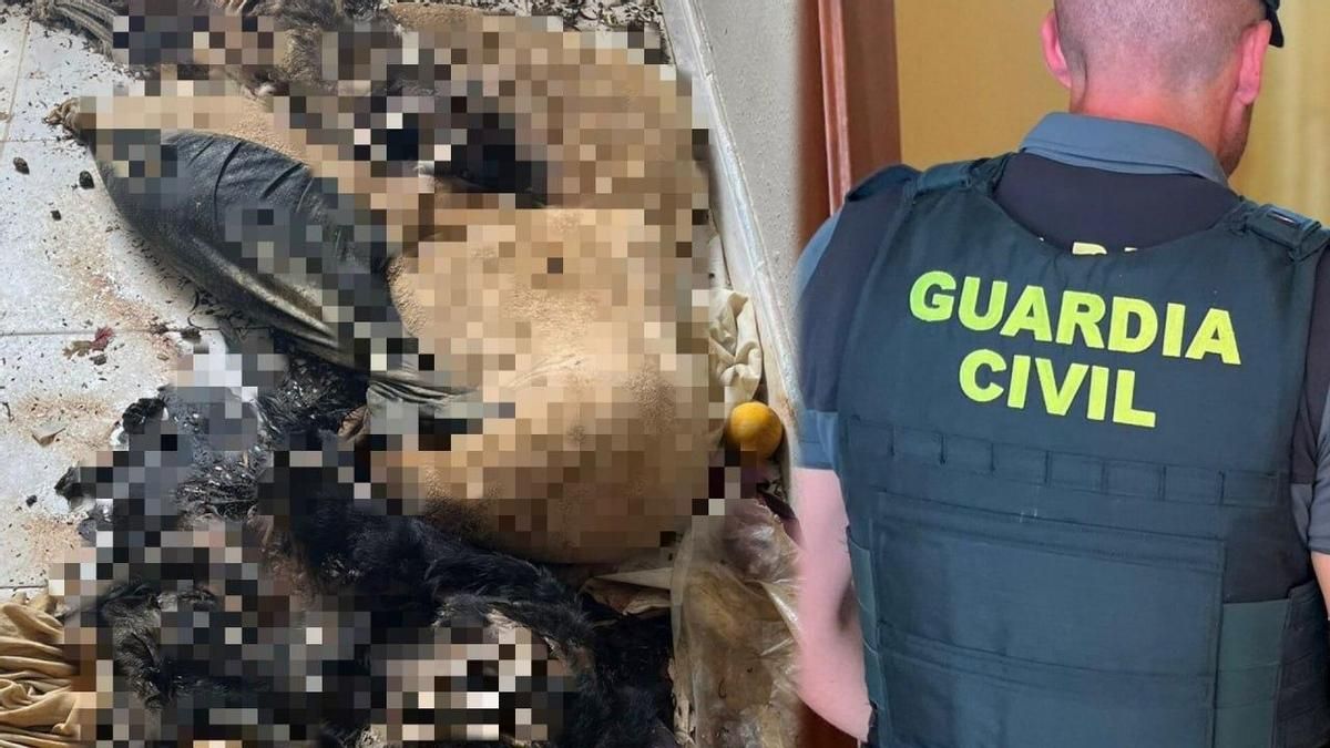 Investigan a un vecino de Navatejera que tenía en su casa dos perros muertos en avanzado estado de descomposición