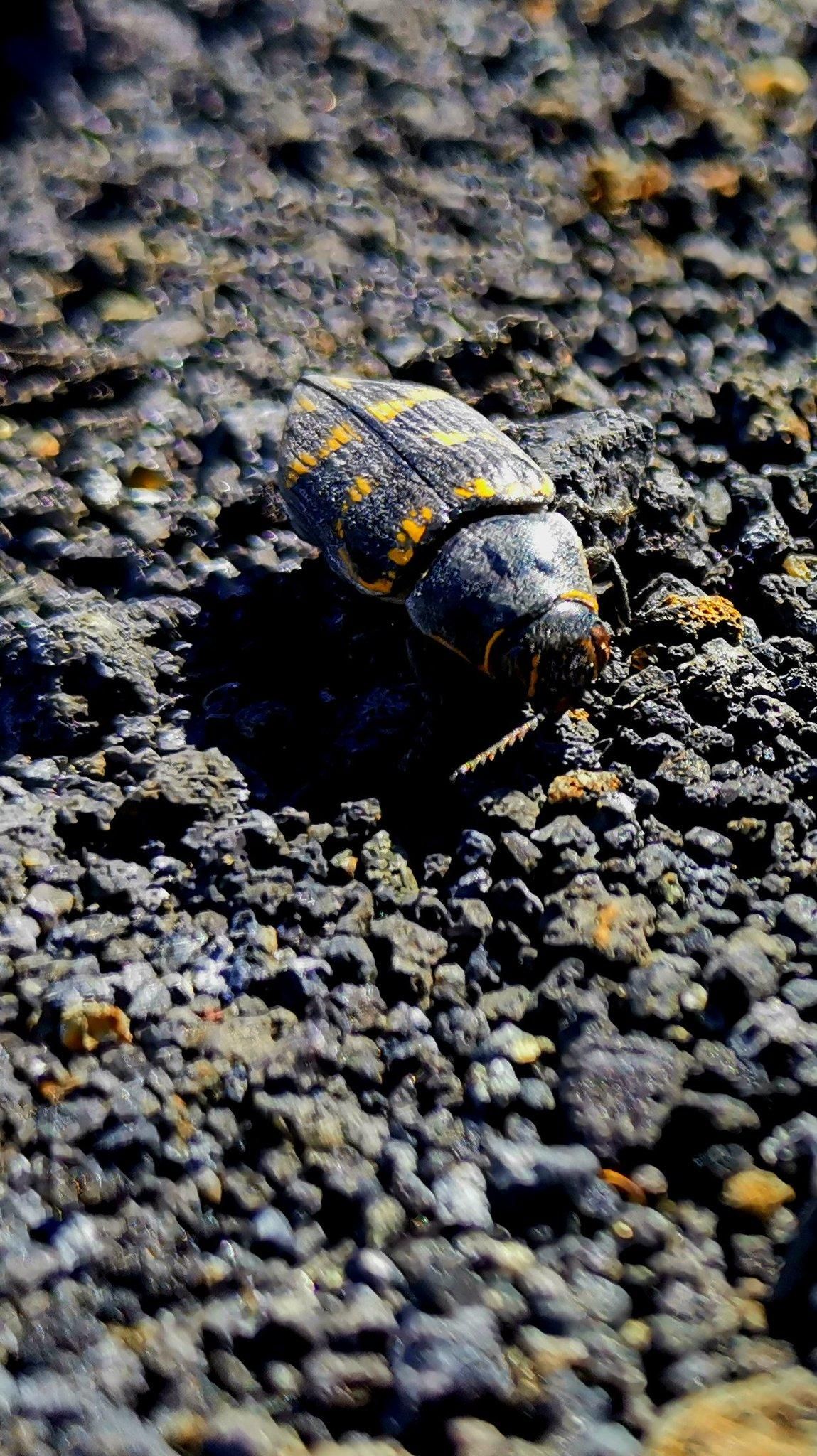 Ejemplar encontrado en el interior de cráter del nuevo volcán de La Palma.