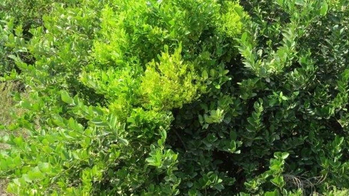 Plantas zombis, escobas de bruja y la maldición que podría contener una cura.