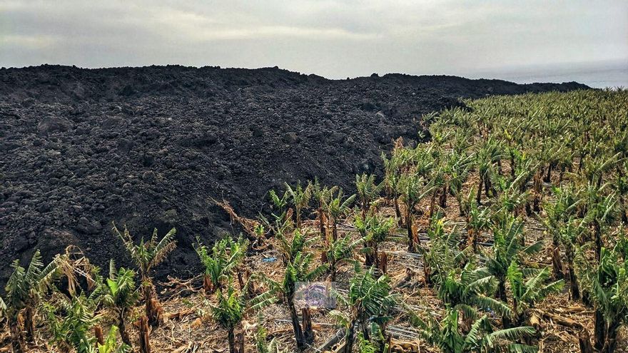 Finca de plátanos afectada por la lava. JOSÉ F. AROZENA