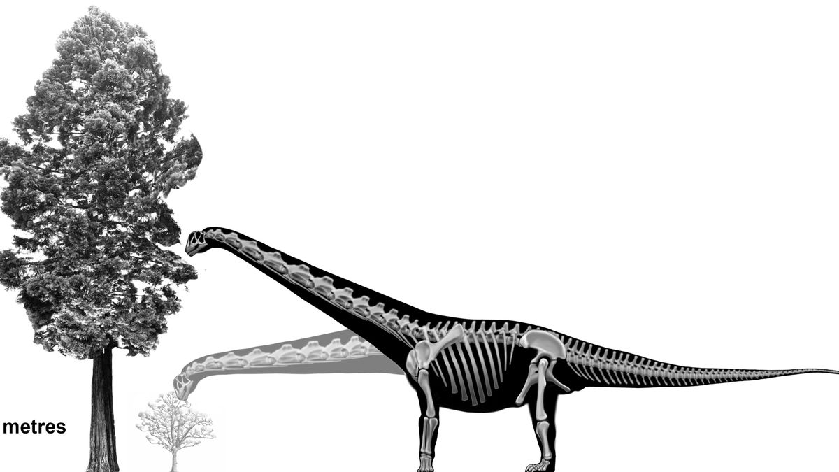 Impresión artística del aspecto y escala de estos animales.