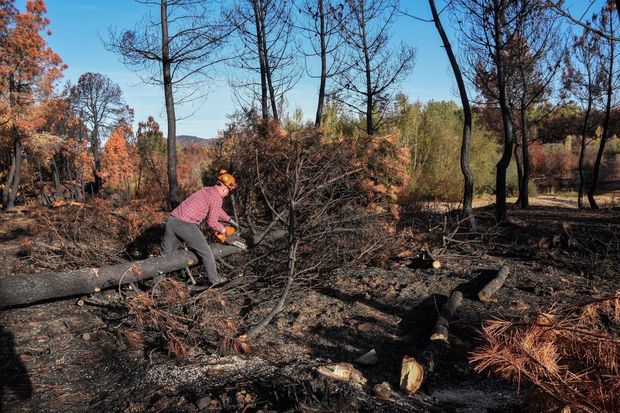 Desbrozando los árboles quemados.