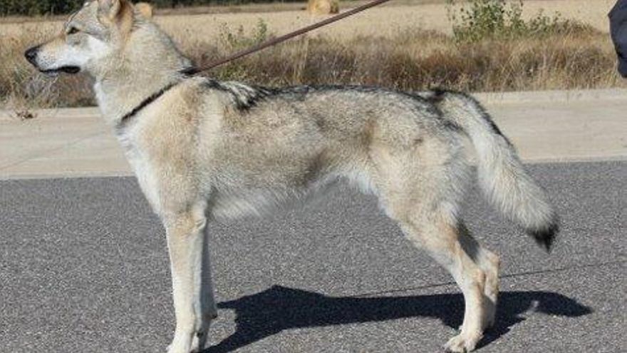 Wolfdogland.