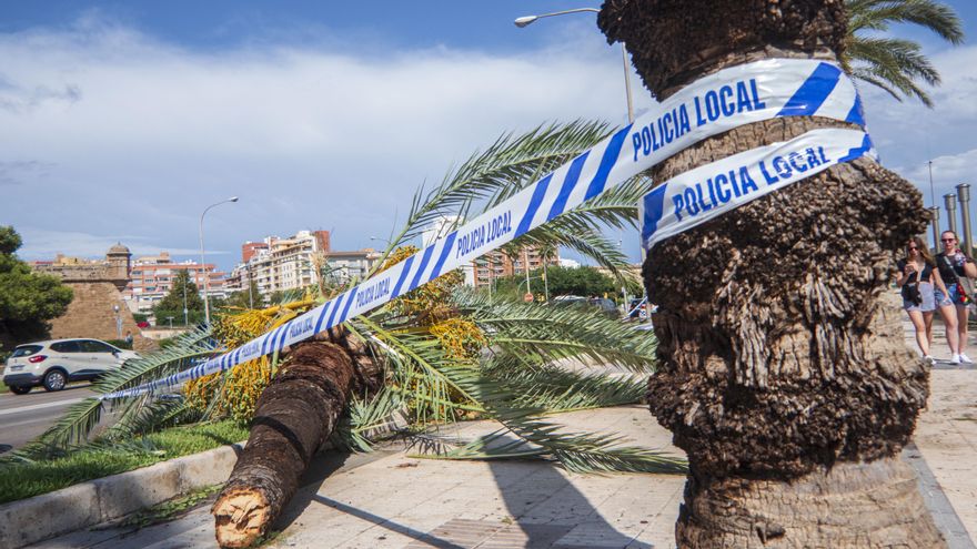 Vista de una palmera del Paseo Marítimo de Palma, caída por el fuerte viento registrado en Palma