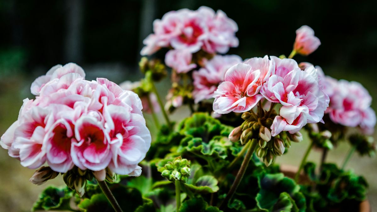 El geranio ama el sol directo.