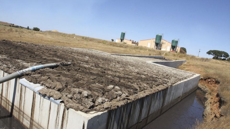 Desarrollan alternativas para tratar los purines de cerdo que reducen la contaminación