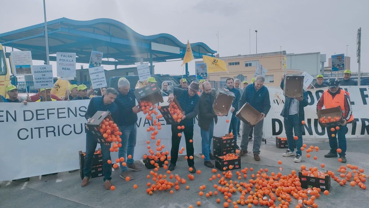 Agricultores tirando las mandarinas