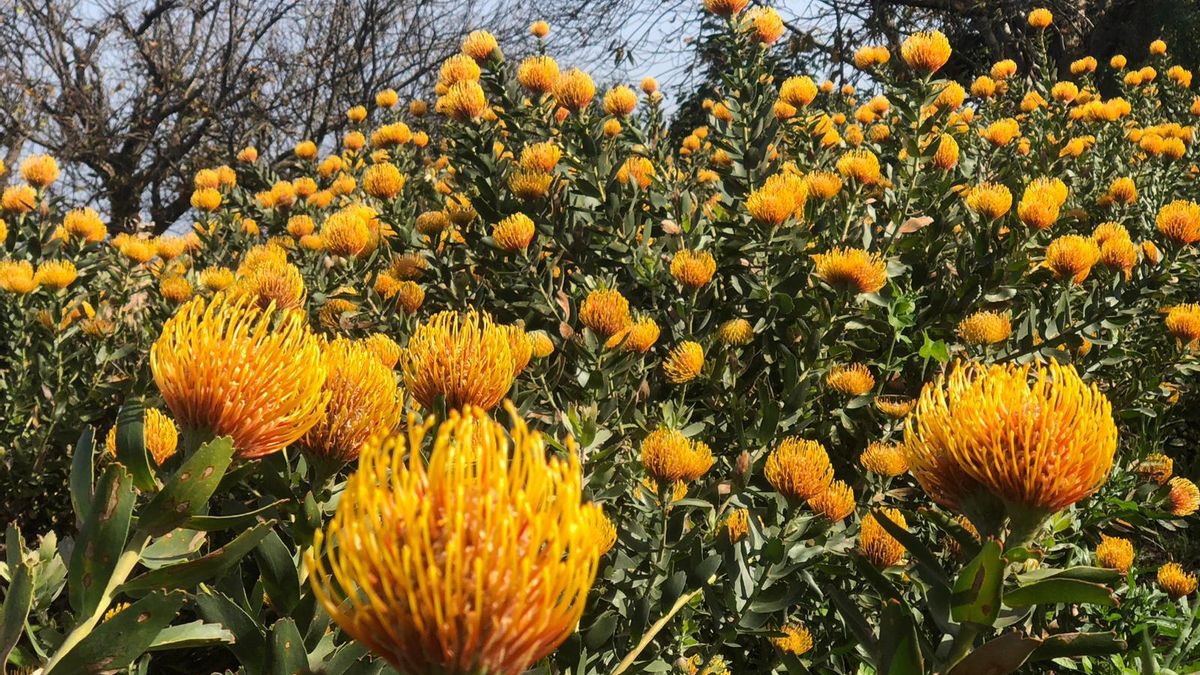 Cultivo de proteas en flor en Las Lomadas (San Andrés y Sauces). Foto: ÁNGEL PALOMARES.