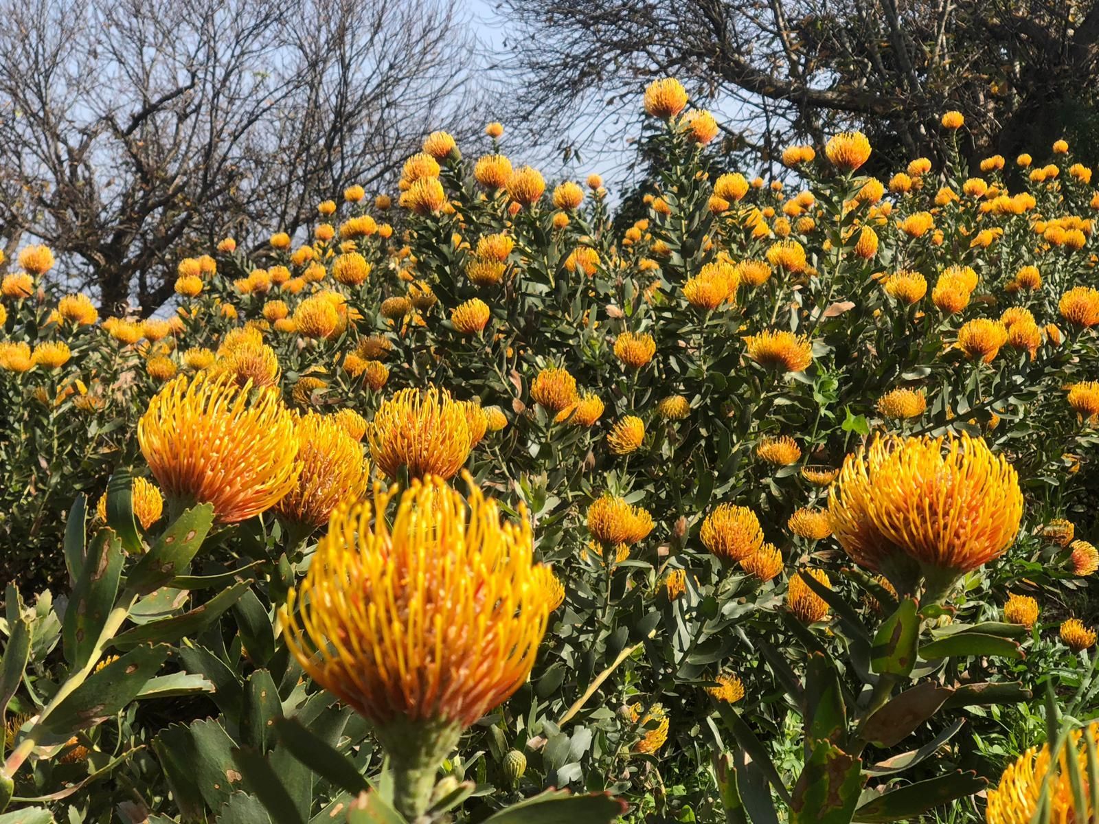 Cultivo de proteas en flor en Las Lomadas (San Andrés y Sauces). Foto: ÁNGEL PALOMARES.