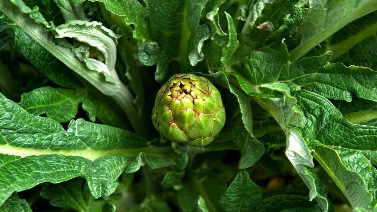 Portada reportaje Reyno Gourmet | El secreto está en el producto: la Navarra más gourmet