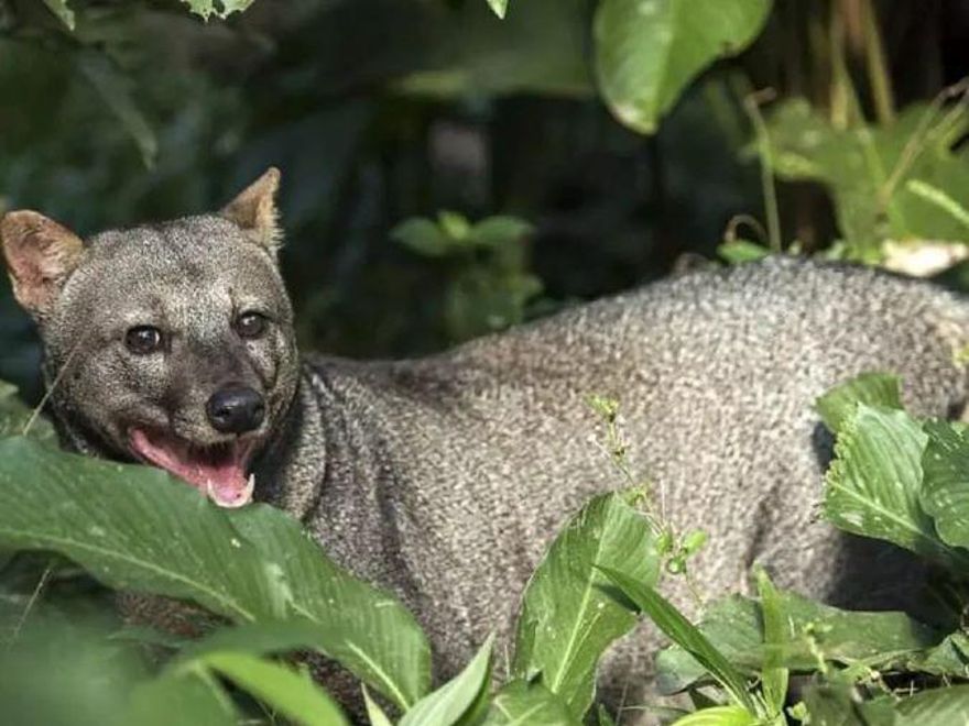 El perro fantasma prefiere los bosques de tierra firme y vive lejos de los ríos. Foto: Renata Leite Pitman