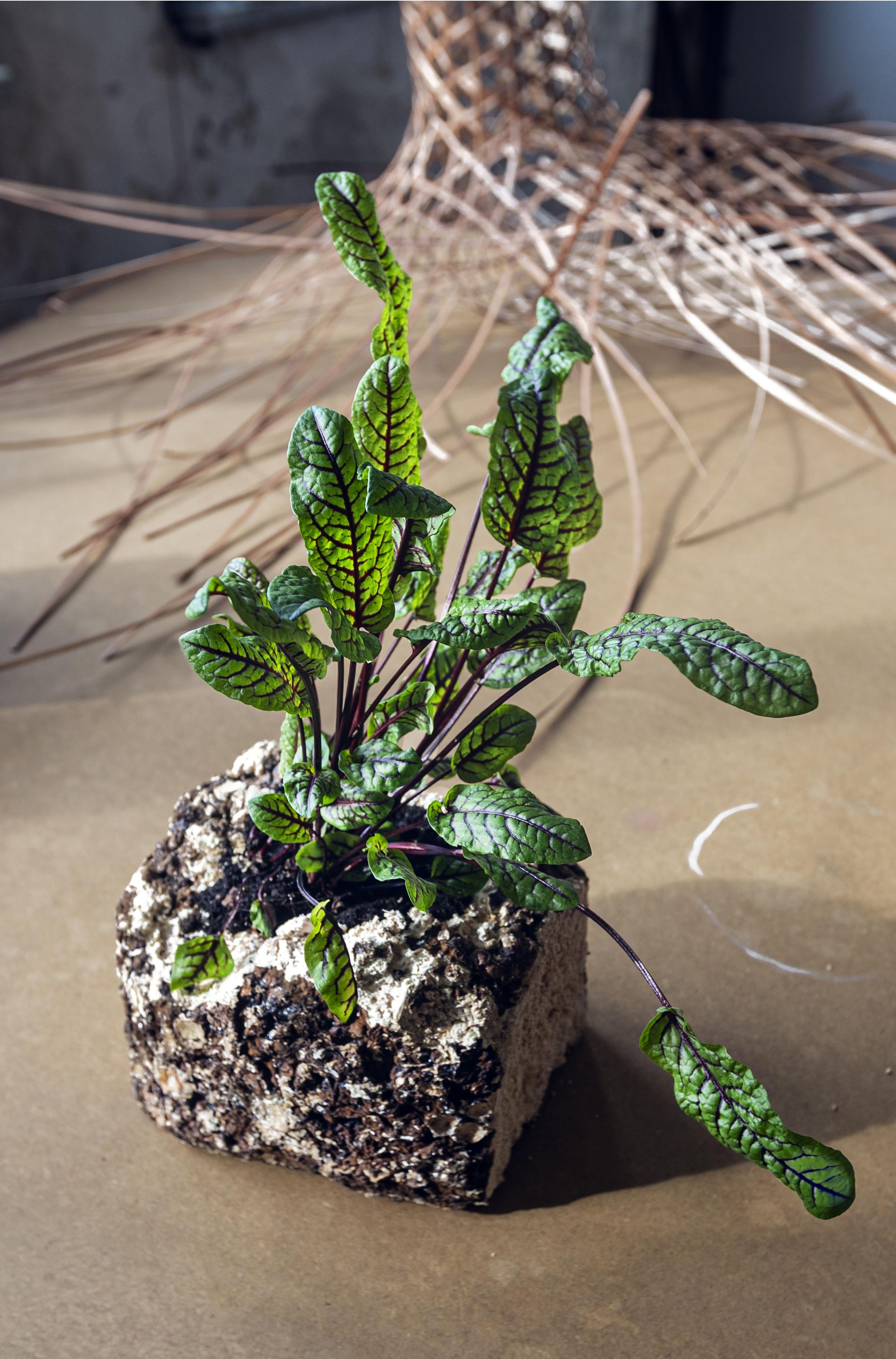 Exposición 'Algae Debris CO2'