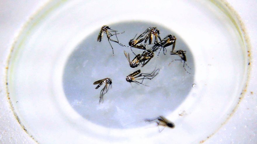 Científicos australianos sugieren infectar semen de los mosquitos para frenar el dengue