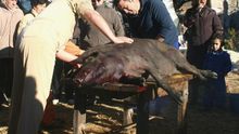 El Real de la Jara celebra este fin de semana la matanza del cerdo ibérico y el I Premio Dehesas