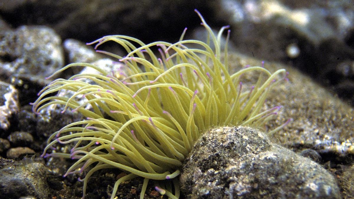 El estudio de las anémonas revela cómo la pandemia fue una ‘buena noticia’ para el ecosistema marino de Canarias