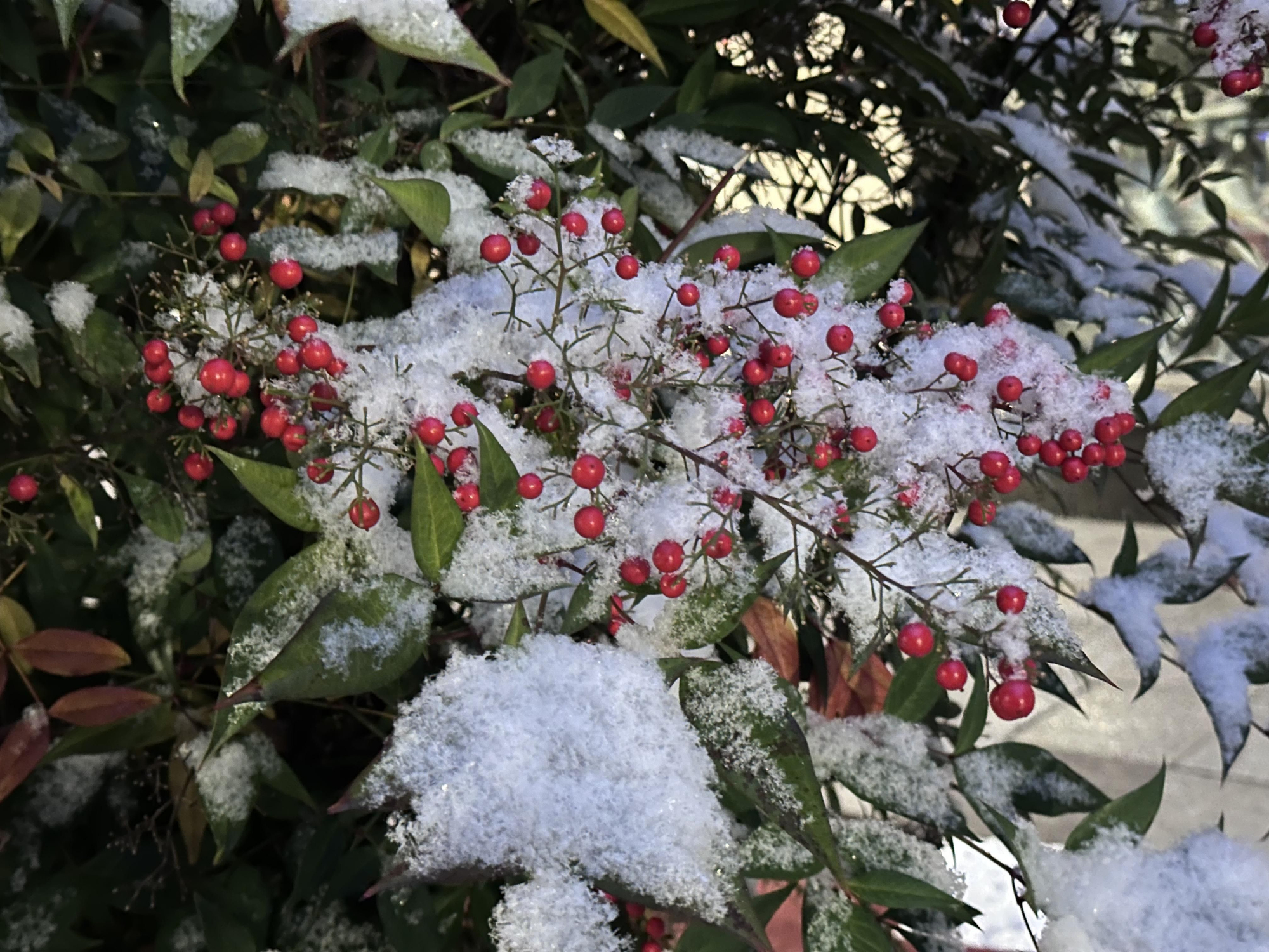 Postales de León nevado: las imágenes que deja la primera nevada del año en la capital