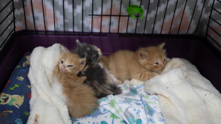 Gatos rescatados de la zona de la erupción de La Palma