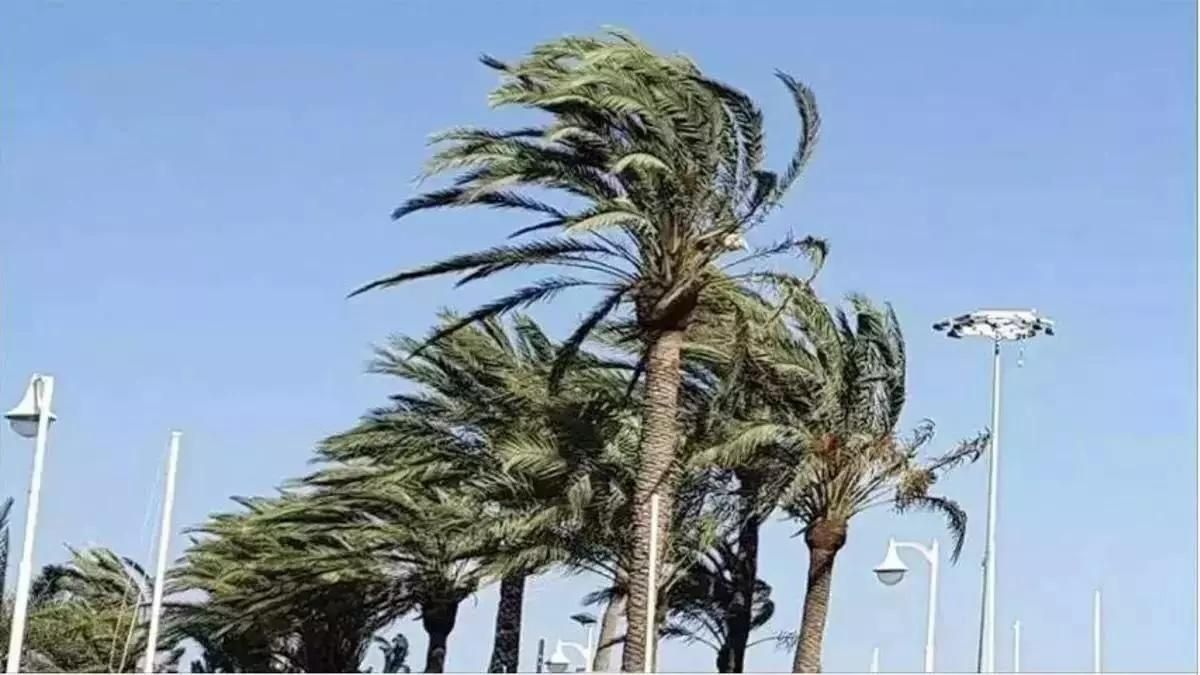 Imagen de archivo de palmeras sacudidas por el viento en La Palma.