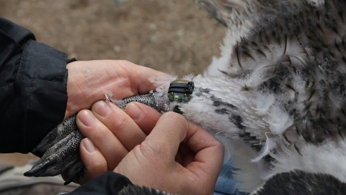 Los dispositivos GPS que colocan a los pingüinos miden el tamaño de una moneda. Foto: cortesía Esteban Frere
