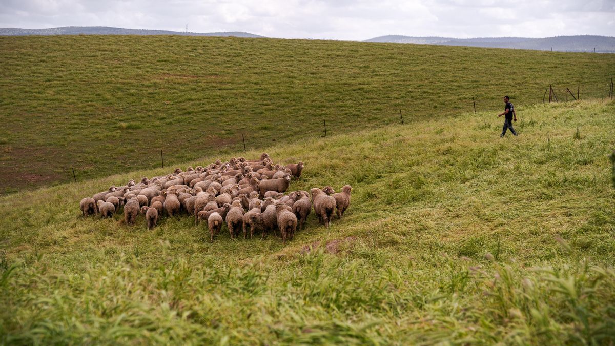 La empresa que reinventa la artesanía: recoge lana de ovejas en peligro extinción de toda España y le da un nuevo valor