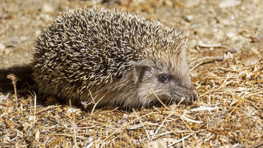 Erizo europeo