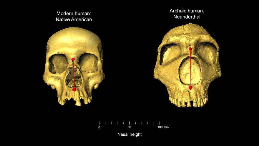 ¿Cómo de neandertal es tu nariz?