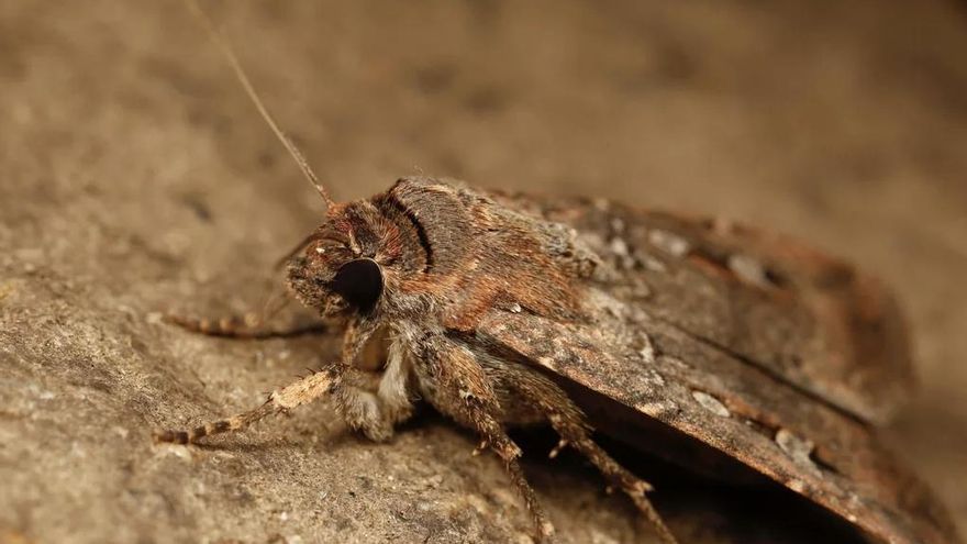 Tiene un cerebro minúsculo, pero esta polilla viaja miles de kilómetros leyendo el firmamento