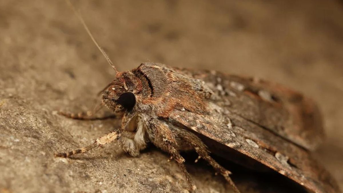 Las polillas bogong migran hasta mil kilómetros guiadas por las estrellas